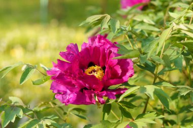 Yeşil arka planda yeşil yapraklı pembe şakayık çiçeği. Bahar çiçeği konsepti, bahçıvanlık ve çiçek yetiştirme. Kartpostalınız için tasarım