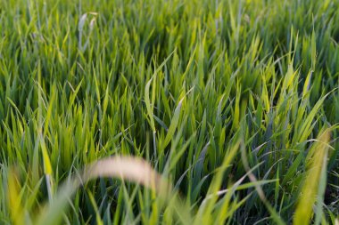 Tarlada olgunlaşmadan önce yeşil arpa filizleri. Yiyecek yetiştirme, tarım, gıda krizi, baharın gelişi.