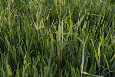 Yeşil arpa filizleri olgunlaşmadan önce güneş ışınlarıyla aydınlatılır. Yiyecek yetiştirme, tarım, gıda krizi kavramı