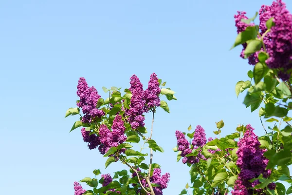 purple lilac flowers on the background of the blue sky. Concert of spring, flowering of plants and gardening. Image for your design