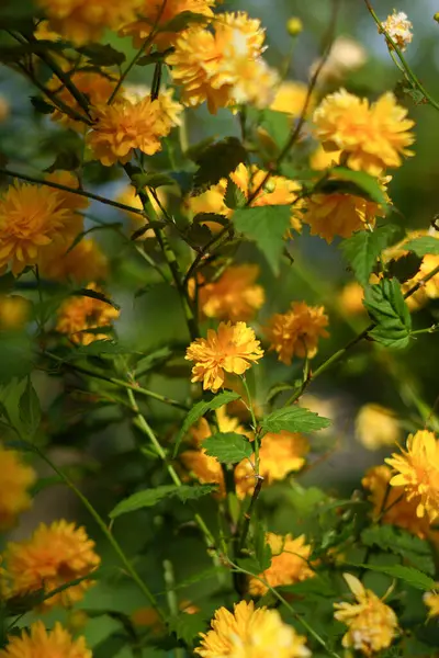 Vertical image of yellow flowers of a Japanese rose or Kerria japonica bush with green leaves in a garden. A concert of flowering, the arrival of spring, seedlings and gardening. Image for your design