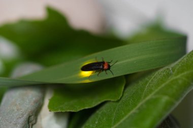 Siyah bir ateş böceği, Photinus pyralis, Lampyridae, bir ampulün ışığı yeşil yapraklar üzerinde hareket eder. Doğa kavramı, böcekler.