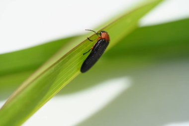 Close-up of a black firefly beetle (Lampyridae) crawling on a green leaf on a white background. The concept of nature, light insects clipart