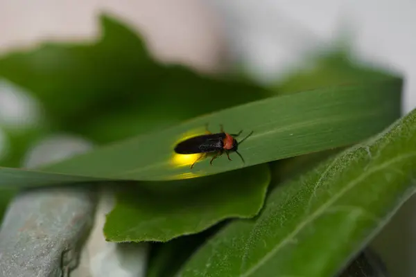 Siyah bir ateş böceği, Photinus pyralis, Lampyridae, bir ampulün ışığı yeşil yapraklar üzerinde hareket eder. Doğa kavramı, böcekler.