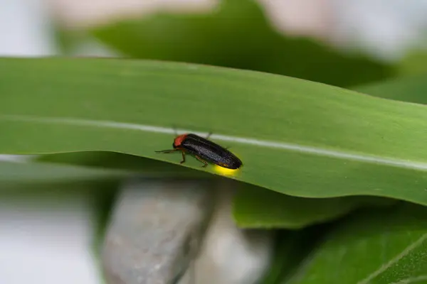 stock image Black beetle Eastern firefly, Photinus pyralis, Lampyridae crawls on a green leaf on a white background. The concept of nature, light insects