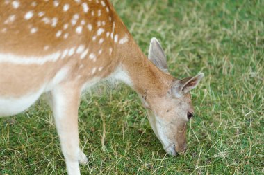 Benekli genç bir Sika geyiğine ya da güneşin aydınlattığı çimlerde otlayan çitaya yakın çekim. Parktaki eksen geyiği insanlara karşı cana yakındır, aile kavramı Cervidae 'dir.