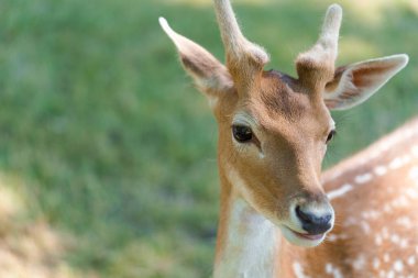 Sevimli benekli geyik yavrusu ya da güneşten parlayan ve kameraya bakan bir çita. Parktaki eksen geyiği kavramı insanlara karşı cana yakındır. Tasarımın için resim