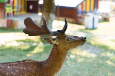 Parkta boynuzları olan kahverengi benekli bir geyiğin yan portresi. Konsept, insan eksenli geyiğe dostça davranır..
