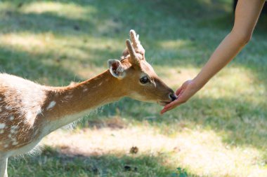 Genç, kahverengi benekli bir geyik ya da boynuzlu bir geyik güneşli bir parkta elden yemek yer. Bu kavram, doğadaki insan eksenli geyiğe dostça davranır..