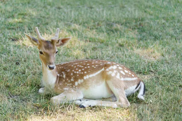 stock image Full body young spotted deer cheetal or chital with antlers lying on grass and resting. Concept of ungulates of the Cervidae family