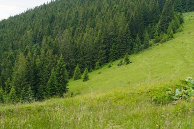 Yeşil bir arka plan alanı ve dağ yamacındaki kozalaklı ormanın yatay görüntüsü. Tüm doğa konsepti, doğa rezervleri, kaynakların korunması, yürüyüş. Tasarımın için resim
