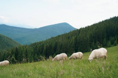 Beyaz kıvırcık koyun, dağların ve ormanın arka planına karşı tarlanın ortasında özgürce otluyor. Çiftleşen tarım hayvanı, küçük işletme, ev yapımı organik peynir, koyun gübresi konsepti