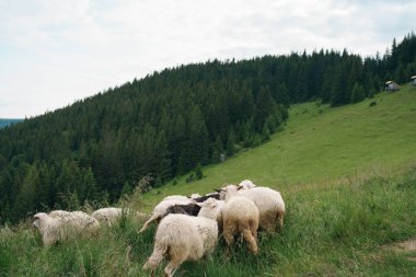 Beyaz kıvırcık koyun sürüsü tarlanın ortasında orman ve dağların arka planında otluyor. Çiftleşen tarım hayvanı, küçük işletme, ev yapımı organik peynir, koyun gübresi konsepti