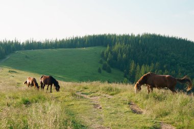 Uzun yeleli ve kuyruğu olan üç kahverengi körfez atı sabah güneşiyle aydınlanan uzun otların arasında otluyor. Hayvan çiftliği, kırmızı safkan at, cins atlar, kestane atı, kraliyet atı.