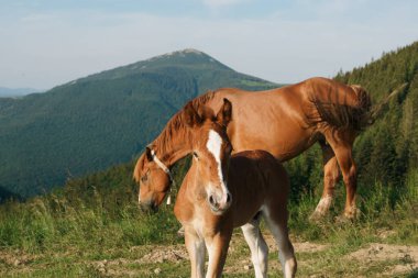 Uzun yeleli kahverengi bir at, uzun yeleli ve uzun otların arasında lekeli bir tay otluyor. Konsept hayvan çiftliği, kırmızı safkan at, cins atlar, kestane atı. Tasarımın için resim