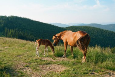 Uzun yelesi, kuyruğu ve lekeli bir tayı olan kahverengi bir körfez atı uzun otların arasında otluyor. Konsept hayvan çiftliği, kırmızı safkan at, cins atlar, kestane atı. Tasarımın için resim