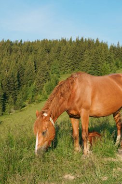 Kahverengi bir at kuyruklu, uzun yeleli ve boynunda çan olan dikey bir görüntü ormandaki bir çayırda otluyor. Konsept hayvan çiftliği, kırmızı safkan at, cins atlar, kestane atı