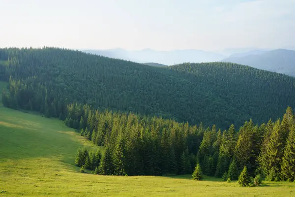 Dağlık arazi, kozalaklı orman, tarla, dağlar ve gökyüzü manzaralı. Saf doğa, eğlence, yürüyüş kavramı. Tasarımın için resim