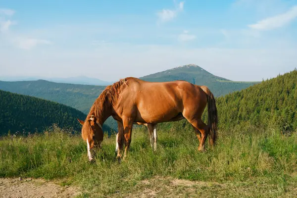 stock image brown bay horse with long mane and a bell grazing in the middle of a field against mountains. Animal farm, Red thoroughbred horse, breed horses, Chestnut, responsible husbandry. Image for your design