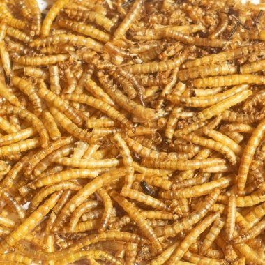 Many mealworms, top view, animal feed protein supplement, fish bait