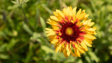 Vahşi çiçek gaillardia, vahşi doğada, fotoğraf