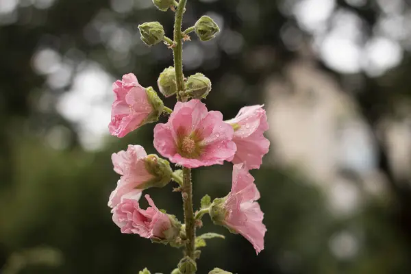 Alcea Rosea, yaz aylarında çiçek açan malva. Yüksek kalite fotoğraf