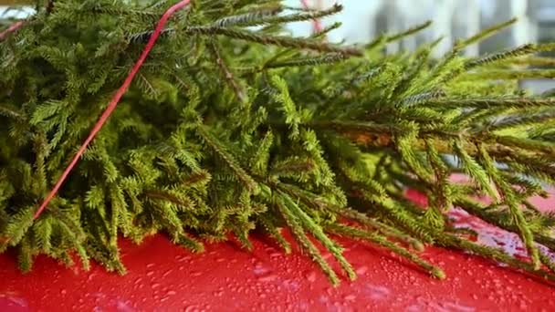 Árvore Natal Amarrada Telhado Carro Vermelho Close — Vídeo de Stock