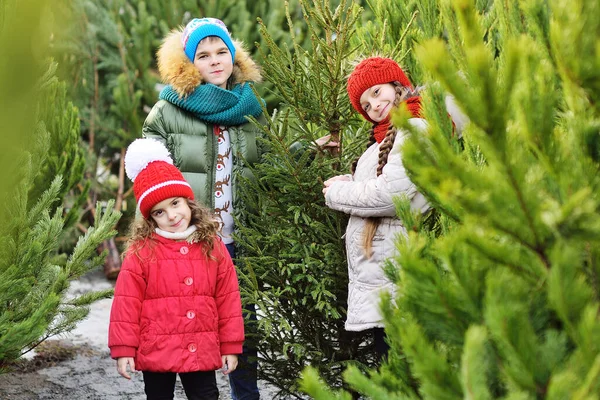Grupo Crianças Duas Meninas Menino Escolhem Uma Árvore Natal Uma — Fotografia de Stock