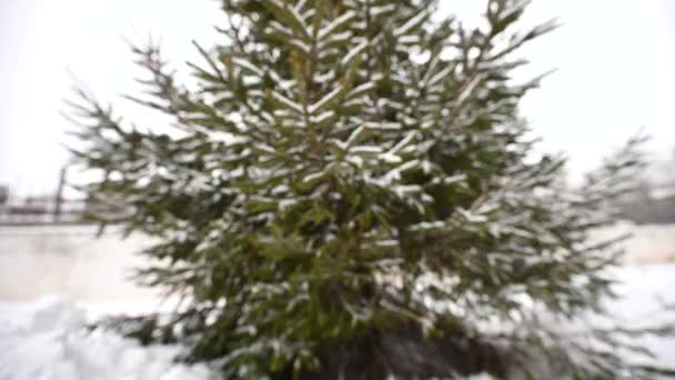 Πλούσιο Όμορφο Ζωντανό Χριστουγεννιάτικο Δέντρο Παγωνιά Στα Κλαδιά — Αρχείο Βίντεο