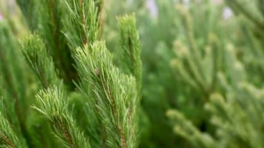 Yakın plan - Kozalaklı bir ormanda köknar ağaçlarının arka planına karşı Noel ağacı dalı.