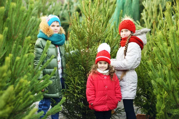 Grupo Crianças Duas Meninas Menino Escolhem Uma Árvore Natal Uma — Fotografia de Stock