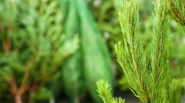 Yakın plan - Kozalaklı bir ormanda köknar ağaçlarının arka planına karşı Noel ağacı dalı.