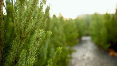 Yakın plan - Kozalaklı bir ormanda köknar ağaçlarının arka planına karşı Noel ağacı dalı.