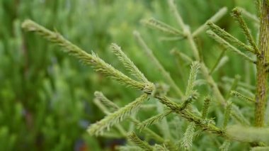 Yakın plan - Kozalaklı bir ormanda köknar ağaçlarının arka planına karşı Noel ağacı dalı.