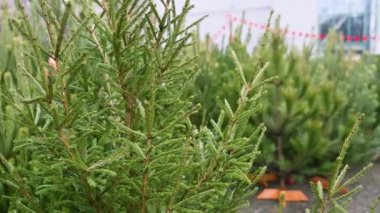 Noel ağacı pazarında birçok Noel ağacı var. Noel için hazırlanılıyor