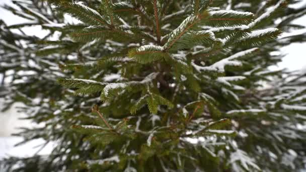 Dalları Buğulanmış Güzel Canlı Bir Noel Ağacı — Stok video