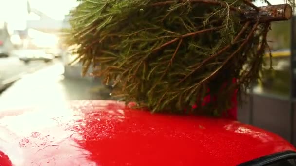 Julgran Bunden Till Taket Röd Bil Närbild — Stockvideo