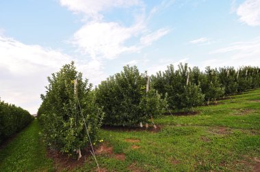 lots of rows of apple trees in an apple orchard on a background of green grass and sky.