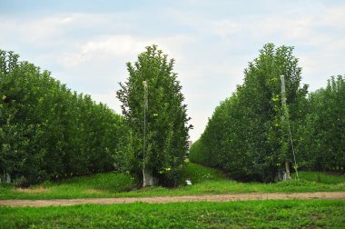 lots of rows of apple trees in an apple orchard on a background of green grass and sky.