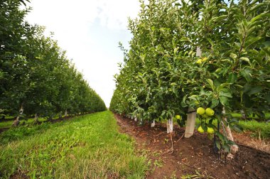 delicious green ripe apples on the branches of apple trees in the orchard against the background of green grass and sky. Agriculture, harvest