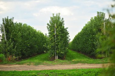 lots of rows of apple trees in an apple orchard on a background of green grass and sky.