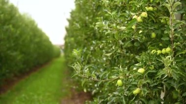 delicious green ripe apples on the branches of apple trees in the orchard against the background of green grass and sky. Agriculture, harvest