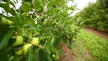 delicious green ripe apples on the branches of apple trees in the orchard against the background of green grass and sky. Agriculture, harvest