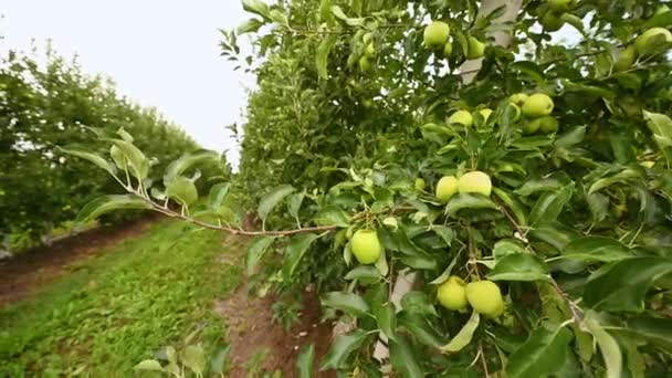 Delicious Green Ripe Apples Branches Apple Trees Orchard Background Green — Vídeo de Stock