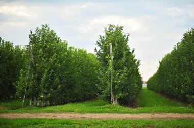 lots of rows of apple trees in an apple orchard on a background of green grass and sky.
