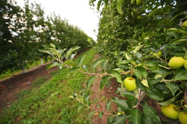 delicious green ripe apples on the branches of apple trees in the orchard against the background of green grass and sky. Agriculture, harvest