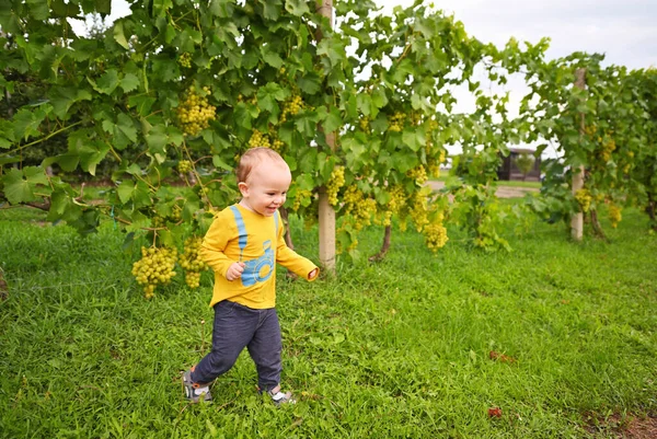Small Baby Boy Runs Path Smiles Background Vineyards — Fotografia de Stock