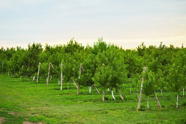 Багато Персикових Дерев Фермі Або Саду Фоні Зелені Неба — стокове фото