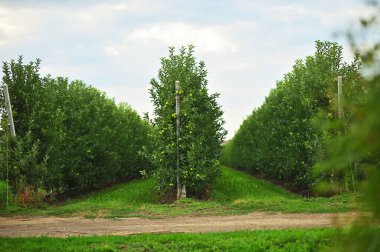 lots of rows of apple trees in an apple orchard on a background of green grass and sky.