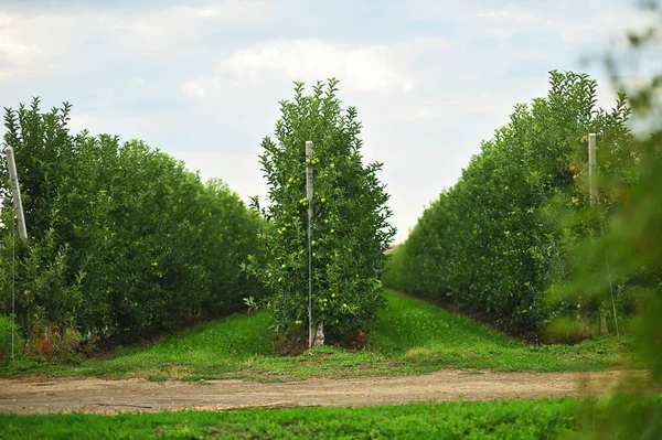 Багато Рядів Яблунь Яблучному Саду Фоні Зеленої Трави Неба — стокове фото